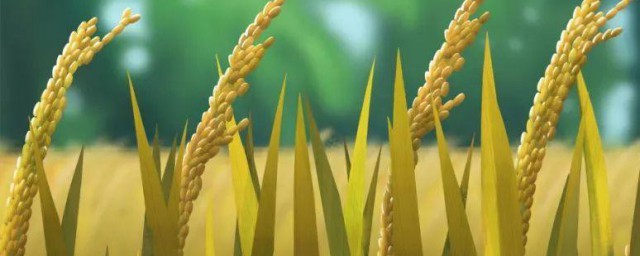 2021芒种是什么意思呢 芒种是第几个节气