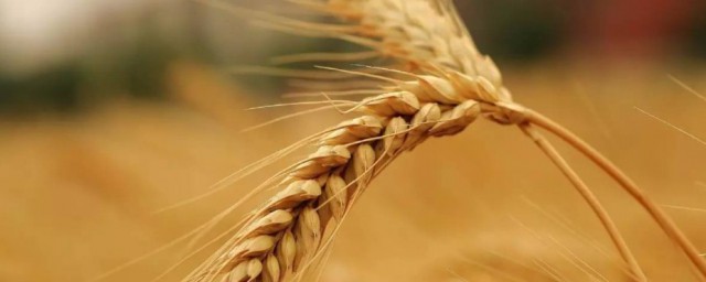 2021年芒种是在啥时候 芒种简单介绍