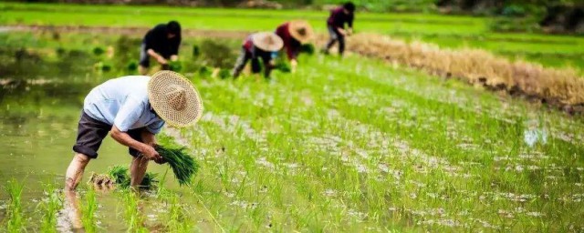 芒种时节的民俗活动 芒种时节有哪些民俗活动