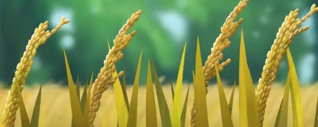 芒种算农历几月 芒种与什么有关