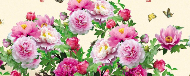 牡丹花怎么画 详细的牡丹花手绘彩铅教程