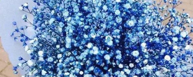 满天星花怎么养殖方法 满天星花如何养殖方法