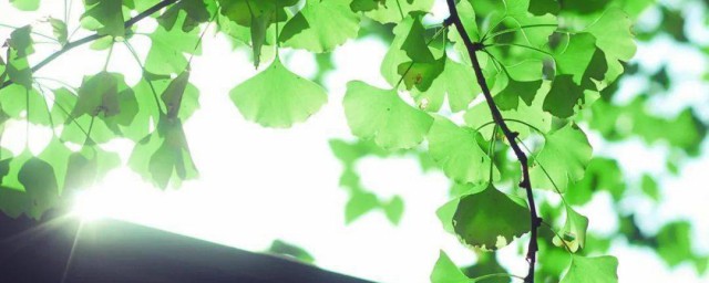 2021年过了三伏天还会热多久 三伏指什么