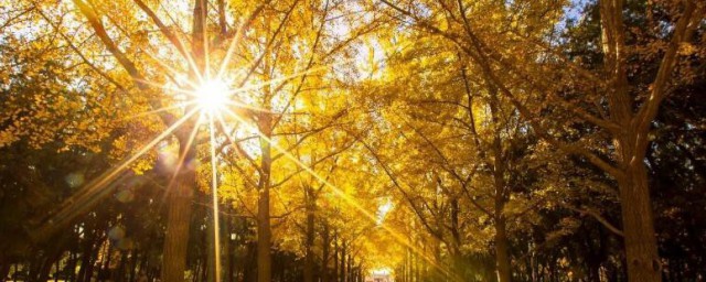 2023年三伏天过后是秋老虎吗 三伏天过后是不是秋老虎