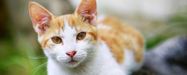 檐上猫歌词 檐上猫歌曲简介