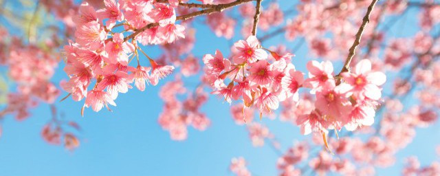 樱花树下歌词 樱花树下歌曲简介
