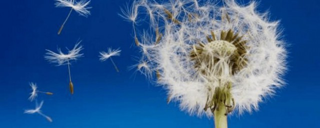 蒲公英简单介绍 蒲公英简介