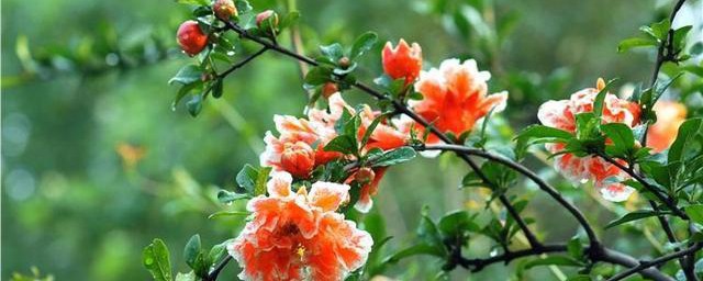 石榴花什么味道 石榴花的介绍