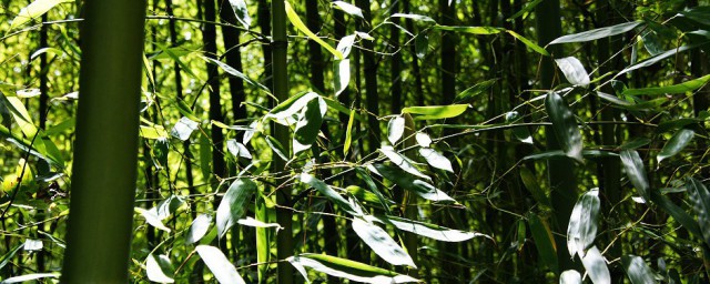 勒竹是什么竹子 勒竹简介