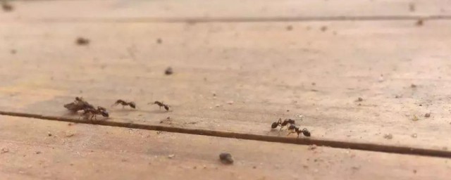 红火蚁是什么 红火蚁简介