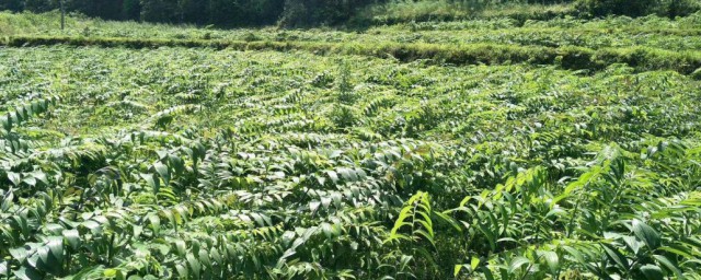 黄精的种植 黄精的种植方法