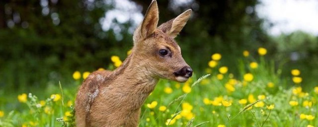 袍子国家几级保护动物 袍子是国家保护动物吗