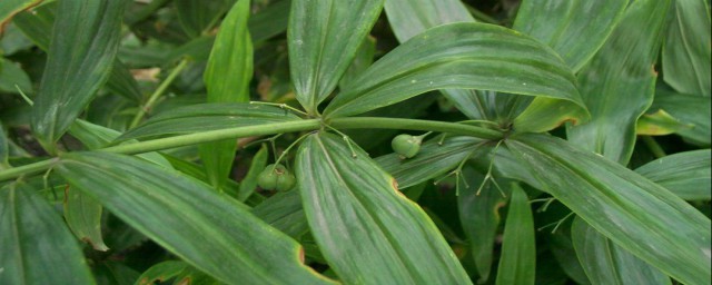 黄精怎么种植技术 黄精的种植办法和时间