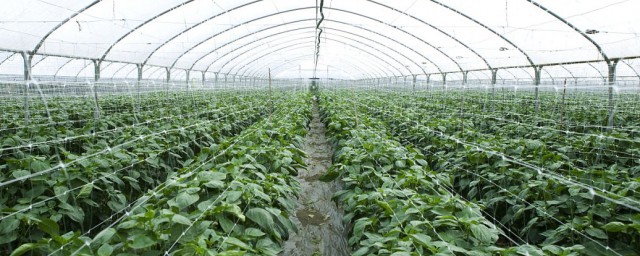 冰菜怎么种植 冰菜的种植方法
