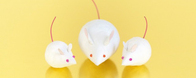 怎么抓老鼠 家里怎样抓老鼠
