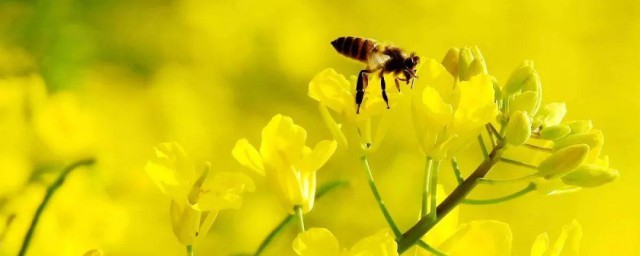 蜜蜂进家里如何赶出去 家里进了蜜蜂怎样赶走