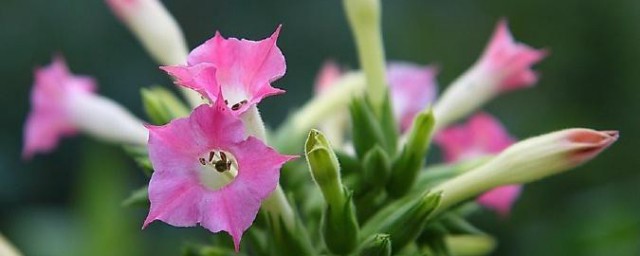 烟草花是什么 烟草花介绍