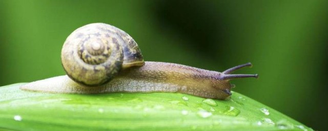 蜗牛的信息有哪些 蜗牛的详细信息