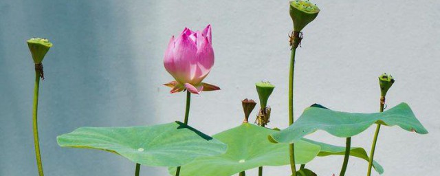 碗莲的种子如何种植 碗莲种子种植要领