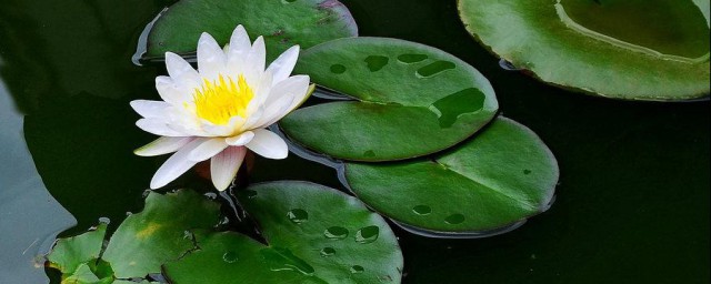 晚上开的花有哪些花 哪些花朵晚上开花呢