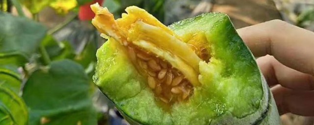孕妇可以吃羊角蜜瓜吗孕妇 吃羊角蜜瓜的好处