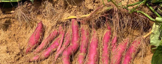 红薯种植技术 红薯种植技术是什么