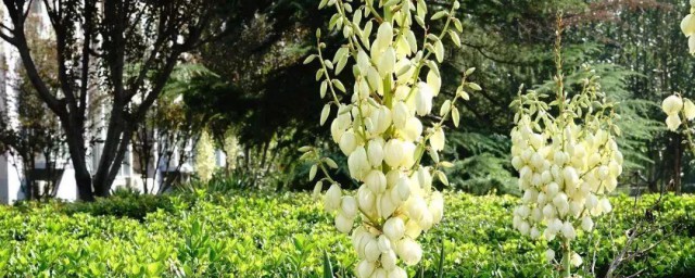 六月开的花 6月开什么花