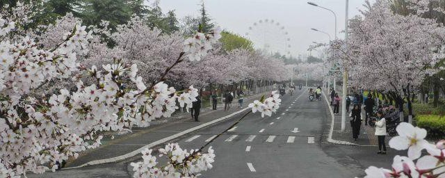 淮安樱花园什么时候建立的 淮安樱花园建立的时间