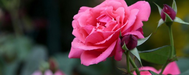 北京市花是什么花 哪种花是北京市花