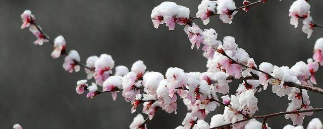 桃花雪是什么时候 桃花雪的说法