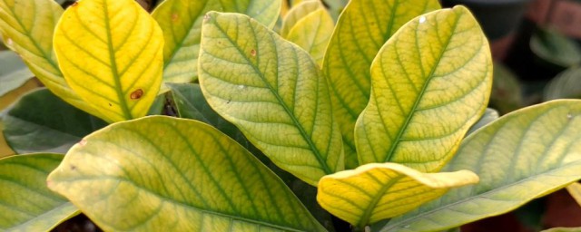牡丹栀子花叶子发黄 牡丹栀子花叶子发黄的原因