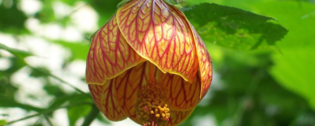 灯笼花叶子发黄掉花蕾 灯笼花叶子发黄掉花的原因