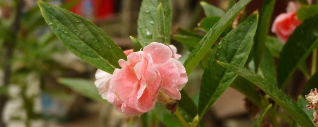 凤仙花叶子发黄怎样办 如何让凤仙花叶子不黄