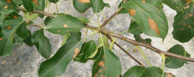 苹果树叶子发黄如何治 苹果树叶子发黄的治疗技巧