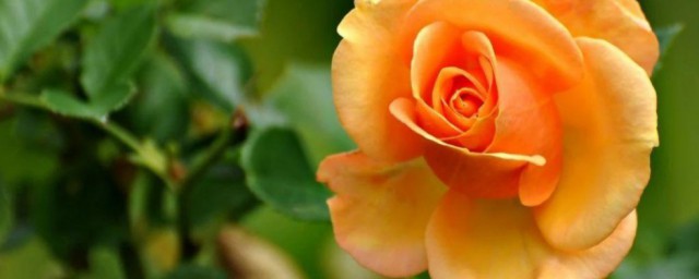 月季花叶子发黄 月季花叶子发黄怎么处理