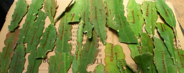 昙花叶子发黄怎么办 昙花叶子发黄怎么办好