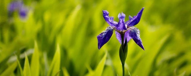 马兰花歌词 马兰花歌曲介绍