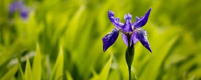 马兰花歌词 马兰花歌曲简介