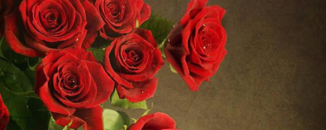13朵白玫瑰花语代表什么 13朵白玫瑰花语有何含义