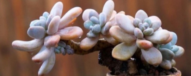 肉肉花怎么养 肉肉花养殖条件