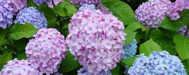 绣球花叶子发黄是怎么回事 绣球花叶子发黄的原因