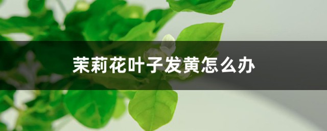 茉莉花叶子发黄 茉莉花叶子发黄的解决技巧