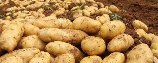 土豆和马铃薯的区别 土豆介绍