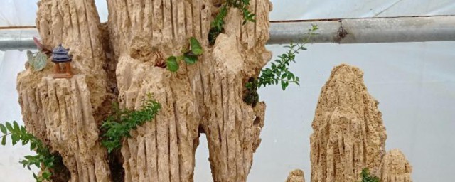 吸水石植物小窍门 吸水石植物小窍门方法