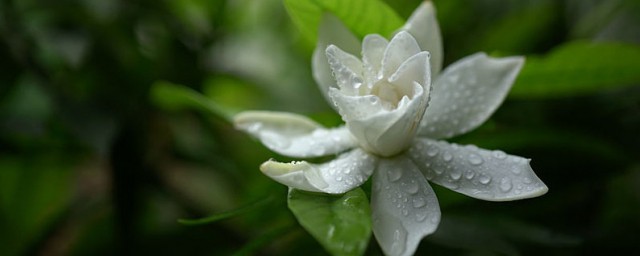 栀子花修剪时间和办法 栀子花生长期能修剪吗