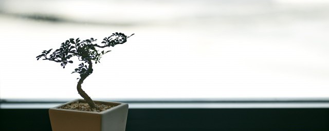 室内适合养什么植物盆栽 室内适合养的植物