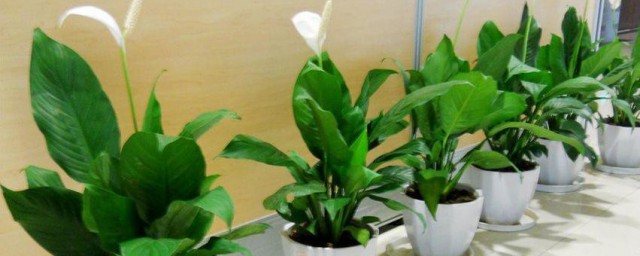 净化室内空气的植物 8种净化室内空气的植物简单介绍
