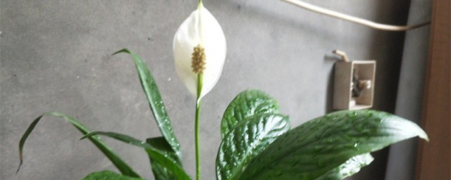一帆风顺花叶子发黄如何办 一帆风顺花叶子发黄怎么拯救
