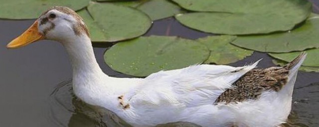 辨别肉鸭与蛋鸭的方法 怎么辨别肉鸭与蛋鸭