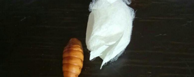 蚕蛹变成蛾子后怎么养 怎么养蚕蛹变成蛾子之后